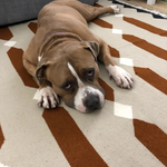 orange bedrock kilim